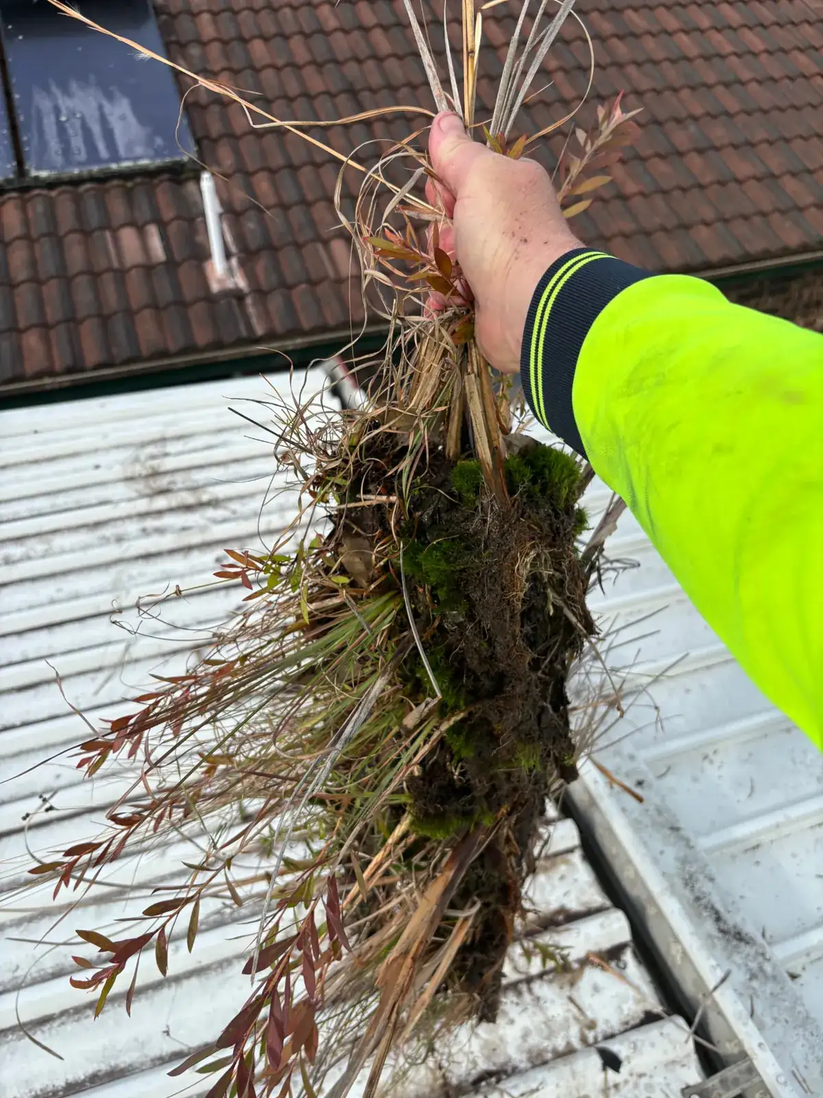 Handful of grass, moss and debris pulled out of a blocked gutter by Ed's Property Maintenance