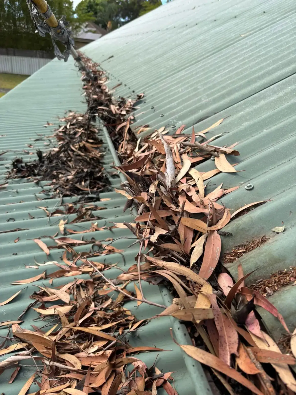Blocked gutters full of gum leaf debris before cleaning